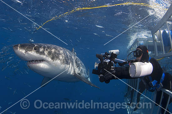 Divers in a specially built Shark Cage photographing a Great White Shark (Carcharodon carcharias). Also known as White Pointer and White Death. Guadalupe Island, Baja, Mexico, Pacific Ocean. Listed as Vulnerable Species on the IUCN Red List. Photo - MIchael Patrick O'Neill