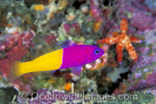 Royal Dottyback (Pseudochromis paccagnellae). Also known as Two-tone Dottyback. Great Barrier Reef, Queensland, Australia Photo - Gary Bell