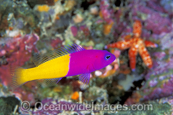 Royal Dottyback Pseudochromis paccagnellae photo Royal Dottyback Pseudochromis paccagnellae photo
