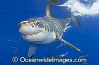 Great White Shark Carcharodon carcharias Photo - MIchael Patrick O'Neill