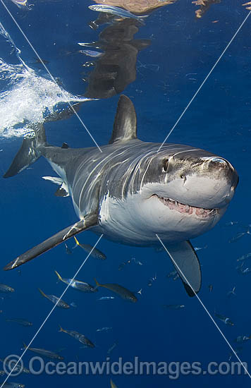 Great White Shark (Carcharodon carcharias) underwater. Also known as White Pointer and White Death. Guadalupe Island, Baja, Mexico, Pacific Ocean. Listed as Vulnerable Species on the IUCN Red List. Photo - MIchael Patrick O'Neill