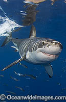 Great White Shark underwater Photo - MIchael Patrick O'Neill