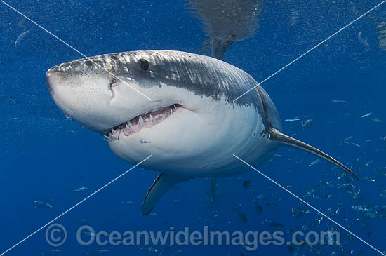 Great White Shark photo