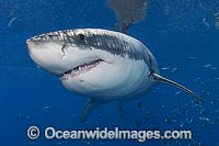 Great White Shark Photo - MIchael Patrick O'Neill