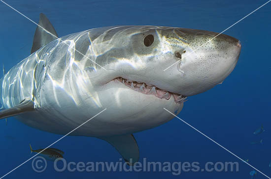Great White Shark (Carcharodon carcharias) underwater. Also known as White Pointer and White Death. Guadalupe Island, Baja, Mexico, Pacific Ocean. Listed as Vulnerable Species on the IUCN Red List. Great White Shark (Carcharodon carcharias) underwater. Also known as White Pointer and White Death. Guadalupe Island, Baja, Mexico, Pacific Ocean. Listed as Vulnerable Species on the IUCN Red List.