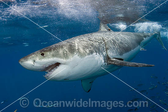 Great White Shark (Carcharodon carcharias) underwater. Also known as White Pointer and White Death. Guadalupe Island, Baja, Mexico, Pacific Ocean. Listed as Vulnerable Species on the IUCN Red List. Photo - MIchael Patrick O'Neill