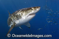 Great White Shark Carcharodon carcharias Photo - MIchael Patrick O'Neill