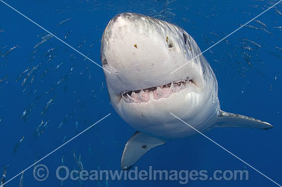 Great White Shark (Carcharodon carcharias) underwater. Also known as White Pointer and White Death. Guadalupe Island, Baja, Mexico, Pacific Ocean. Listed as Vulnerable Species on the IUCN Red List. Photo - MIchael Patrick O'Neill Great White Shark (Carcharodon carcharias) underwater. Also known as White Pointer and White Death. Guadalupe Island, Baja, Mexico, Pacific Ocean. Listed as Vulnerable Species on the IUCN Red List. Photo - MIchael Patrick O'Neill
