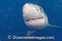 Great White Shark underwater Photo - MIchael Patrick O'Neill