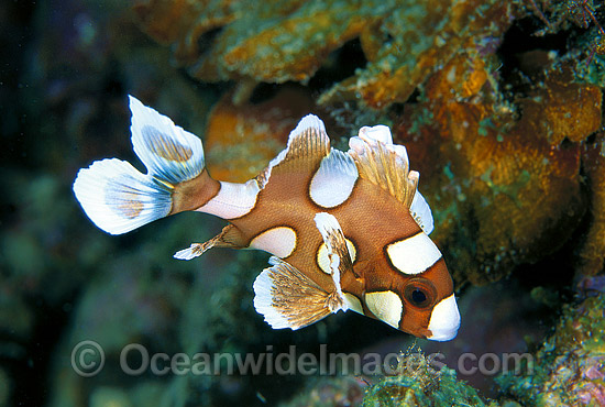 Many-spotted Sweetlips (Plectorhinchus chaetodontoides) - juvenile. Also known as Harlequin Sweetlips and Clown Sweetlips. Found inhabiting caves and crevices of coral reefs throughout tropical Australian waters including Great Barrier Reef and Asia. Photo - Gary Bell Many-spotted Sweetlips (Plectorhinchus chaetodontoides) - juvenile. Also known as Harlequin Sweetlips and Clown Sweetlips. Found inhabiting caves and crevices of coral reefs throughout tropical Australian waters including Great Barrier Reef and Asia. Photo - Gary Bell