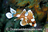 Many-spotted Sweetlips Plectorhinchus chaetodontoides Photo - Gary Bell