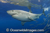 Great White Shark Carcharodon carcharias Photo - MIchael Patrick O'Neill