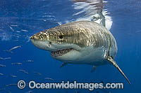 Great White Shark Photo - MIchael Patrick O'Neill