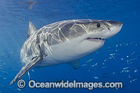 Great White Shark underwater Photo - MIchael Patrick O'Neill