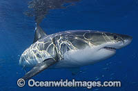 Great White Shark Carcharodon carcharias Photo - MIchael Patrick O'Neill