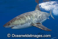 Great White Shark Photo - MIchael Patrick O'Neill