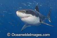 Great White Shark Photo - MIchael Patrick O'Neill