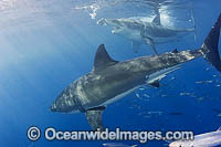 Great White Shark White Death Photo - MIchael Patrick O'Neill