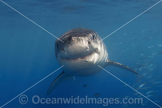 Great White Shark (Carcharodon carcharias) underwater. Also known as White Pointer and White Death. Guadalupe Island, Baja, Mexico, Pacific Ocean. Listed as Vulnerable Species on the IUCN Red List. Photo - MIchael Patrick O'Neill Great White Shark (Carcharodon carcharias) underwater. Also known as White Pointer and White Death. Guadalupe Island, Baja, Mexico, Pacific Ocean. Listed as Vulnerable Species on the IUCN Red List. Photo - MIchael Patrick O'Neill