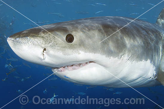Great White Shark (Carcharodon carcharias) underwater. Also known as White Pointer and White Death. Guadalupe Island, Baja, Mexico, Pacific Ocean. Listed as Vulnerable Species on the IUCN Red List. Photo - MIchael Patrick O'Neill Great White Shark (Carcharodon carcharias) underwater. Also known as White Pointer and White Death. Guadalupe Island, Baja, Mexico, Pacific Ocean. Listed as Vulnerable Species on the IUCN Red List. Photo - MIchael Patrick O'Neill