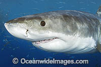 Great White Shark Photo - MIchael Patrick O'Neill