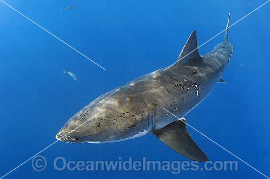 Great White Shark (Carcharodon carcharias) - with courtship bite marks along body. Also known as White Pointer and White Death. Guadalupe Island, Baja, Mexico, Pacific Ocean. Listed as Vulnerable Species on the IUCN Red List. Photo - MIchael Patrick O'Neill