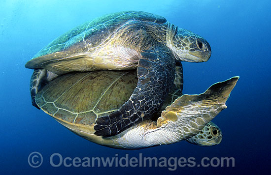 Green Sea Turtles (Chelonia mydas) - mating. Juno Beach, Florida, USA. Found in tropical and warm temperate seas worldwide. Listed on the IUCN Red list as Endangered species. Photo - Michael Patrick O'Neill Green Sea Turtles (Chelonia mydas) - mating. Juno Beach, Florida, USA. Found in tropical and warm temperate seas worldwide. Listed on the IUCN Red list as Endangered species. Photo - Michael Patrick O'Neill