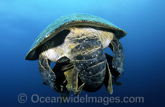 Green Sea Turtles (Chelonia mydas) - mating. Juno Beach, Florida, USA. Found in tropical and warm temperate seas worldwide. Listed on the IUCN Red list as Endangered species. Photo - Michael Patrick O'Neill