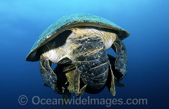 Green Sea Turtles mating photo