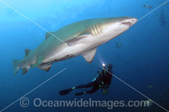 45M2645-01-grey-nurse-shark.jpg