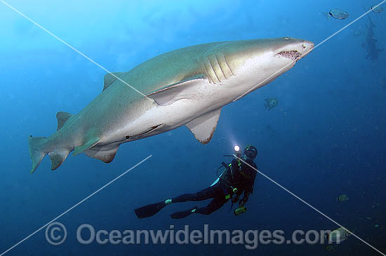 Scuba Diver Grey Nurse Shark photo