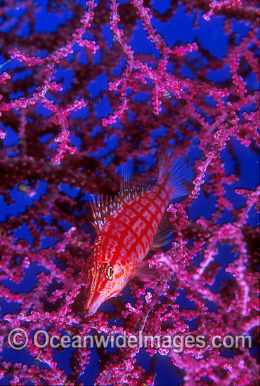 Long-nose Hawkfish (Oxycirrhites typus) on Gorgonian Fan Coral. Great Barrier Reef, Queensland, Australia Photo - Gary Bell Long-nose Hawkfish (Oxycirrhites typus) on Gorgonian Fan Coral. Great Barrier Reef, Queensland, Australia Photo - Gary Bell
