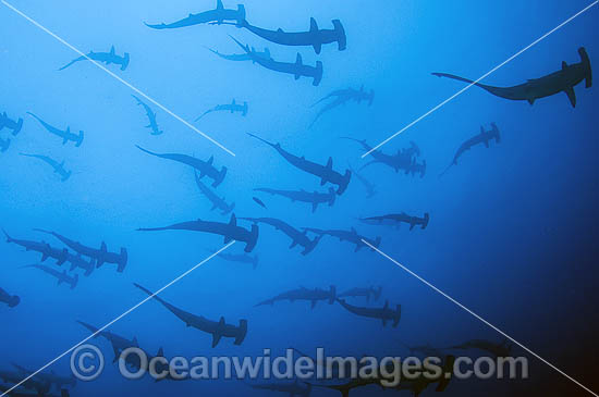 Schooling Scalloped Hammerhead Sharks (Sphyrna lewini). Also known as Kidney-headed Shark. Cocos Island, Costa Rica, Pacific Ocean, Central America. Found in tropical and warm temperate seas. Photo - Michael Patrick O'Neill Schooling Scalloped Hammerhead Sharks (Sphyrna lewini). Also known as Kidney-headed Shark. Cocos Island, Costa Rica, Pacific Ocean, Central America. Found in tropical and warm temperate seas. Photo - Michael Patrick O'Neill