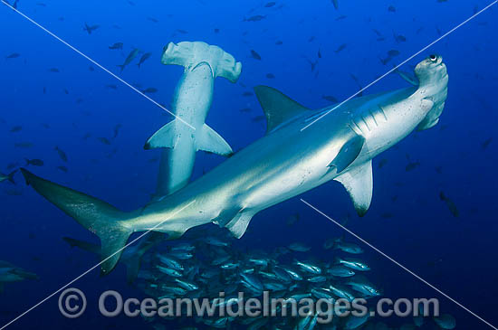 Scalloped Hammerhead Sharks (Sphyrna lewini). Also known as Kidney-headed Shark. Cocos Island, Costa Rica, Pacific Ocean, Central America. Found in tropical and warm temperate seas. Photo - Michael Patrick O'Neill