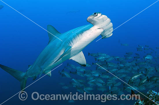 Scalloped Hammerhead Sharks (Sphyrna lewini). Also known as Kidney-headed Shark. Cocos Island, Costa Rica, Pacific Ocean, Central America. Found in tropical and warm temperate seas. Photo - Michael Patrick O'Neill Scalloped Hammerhead Sharks (Sphyrna lewini). Also known as Kidney-headed Shark. Cocos Island, Costa Rica, Pacific Ocean, Central America. Found in tropical and warm temperate seas. Photo - Michael Patrick O'Neill