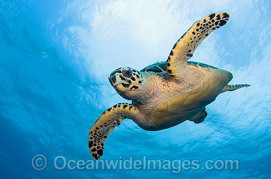 Hawksbill Sea Turtle photo