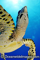 Hawksbill Sea Turtle Eretmochelys imbricata Photo - Michael Patrick O'Neill