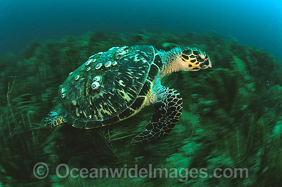 Hawksbill Sea Turtle with barnacles photo