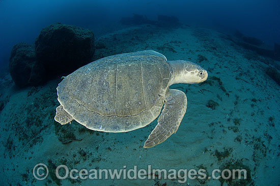 Kemp's Ridley Sea Turtle, (Lepidochelys kempii). Palm Beach, Florida, USA. Also known as Atlantic Ridley and Gulf Ridley. The most severely endangered marine turtle in the world. Listed on the IUCN Red list as Critically Endangered species. Photo - Michael Patrick O'Neill Kemp's Ridley Sea Turtle, (Lepidochelys kempii). Palm Beach, Florida, USA. Also known as Atlantic Ridley and Gulf Ridley. The most severely endangered marine turtle in the world. Listed on the IUCN Red list as Critically Endangered species. Photo - Michael Patrick O'Neill