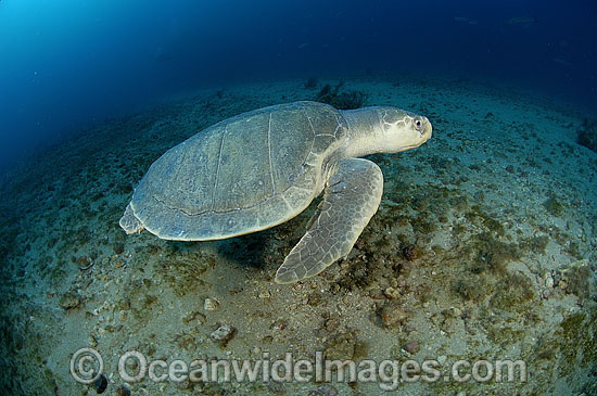 Kemp's Ridley Turtle photo