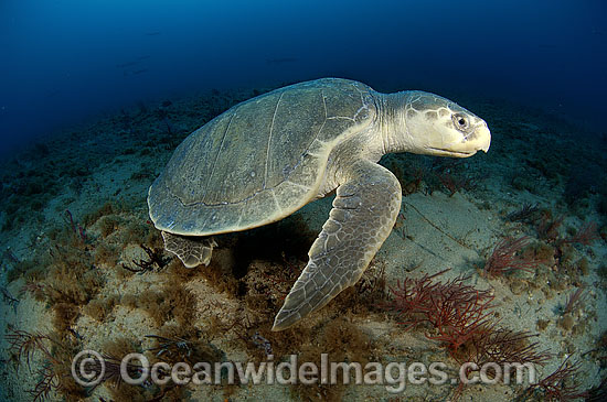 Kemp's Ridley Turtle Lepidochelys kempii photo