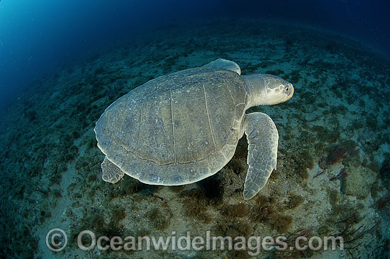 Kemp's Ridley Sea Turtle, (Lepidochelys kempii). Palm Beach, Florida, USA. Also known as Atlantic Ridley and Gulf Ridley. The most severely endangered marine turtle in the world. Listed on the IUCN Red list as Critically Endangered species. Photo - Michael Patrick O'Neill Kemp's Ridley Sea Turtle, (Lepidochelys kempii). Palm Beach, Florida, USA. Also known as Atlantic Ridley and Gulf Ridley. The most severely endangered marine turtle in the world. Listed on the IUCN Red list as Critically Endangered species. Photo - Michael Patrick O'Neill