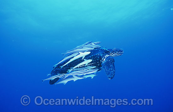 Leatherback Sea Turtle Dermochelys coriacea photo Leatherback Sea Turtle Dermochelys coriacea photo