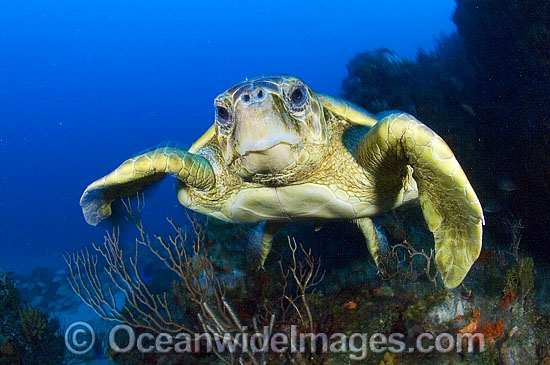 Loggerhead Sea Turtle photo Loggerhead Sea Turtle photo