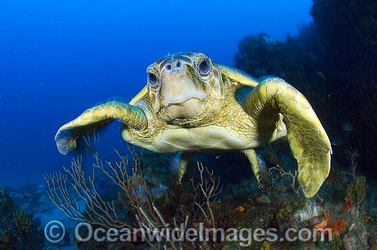 Loggerhead Sea Turtle photo