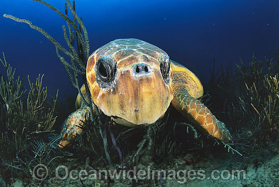 Loggerhead Sea Turtle (Caretta caretta). Palm Beach, Florida, USA. Found in tropical and warm temperate seas worldwide. Endangered species listed on IUCN Red list. Photo - Michael Patrick O'Neill