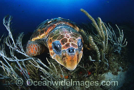 Loggerhead Sea Turtle sleeping photo