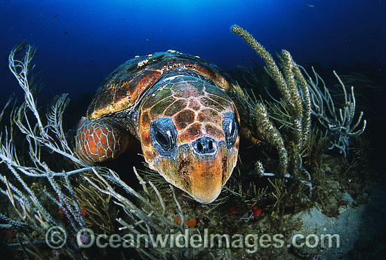 Loggerhead Sea Turtle sleeping photo Loggerhead Sea Turtle sleeping photo