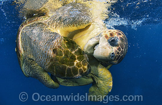 Loggerhead Sea Turtles (Caretta caretta) - mating pair. Palm Beach, Florida, USA. Found in tropical and warm temperate seas worldwide. Endangered species listed on IUCN Red list. Photo - Michael Patrick O'Neill Loggerhead Sea Turtles (Caretta caretta) - mating pair. Palm Beach, Florida, USA. Found in tropical and warm temperate seas worldwide. Endangered species listed on IUCN Red list. Photo - Michael Patrick O'Neill