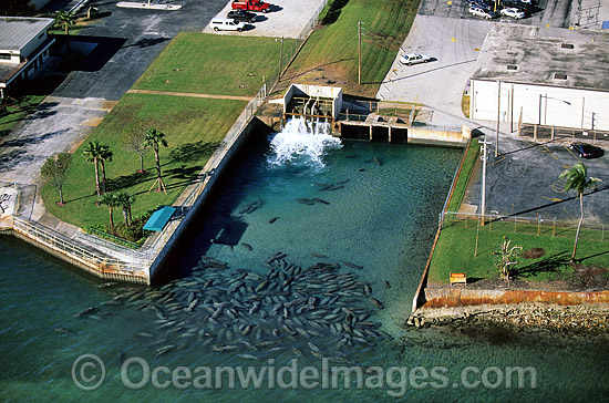 Florida Manatees (Trichechus manatus latirostris) gathered around the warm-water outflow of a power plant in Riviera Beach, Florida during a cold front. Also known as Sea Cows. Florida, USA. Classified Endangered Species on the IUCN Red list. Photo - Michael Patrick O'Neill Florida Manatees (Trichechus manatus latirostris) gathered around the warm-water outflow of a power plant in Riviera Beach, Florida during a cold front. Also known as Sea Cows. Florida, USA. Classified Endangered Species on the IUCN Red list. Photo - Michael Patrick O'Neill